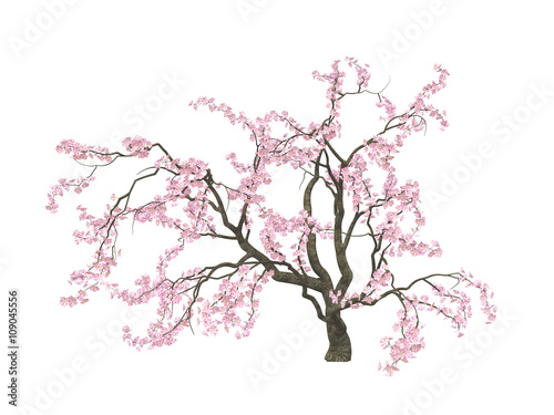 Cherry blossoms. Sakura. Hanami. Blossoming cherry tree with a pink flowers isolated on white background. 3D illustration.
