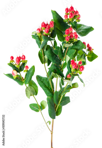 Fototapeta Naklejka Na Ścianę i Meble -  red hypericum isolated on white background