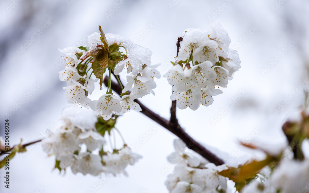 late spring snowfall