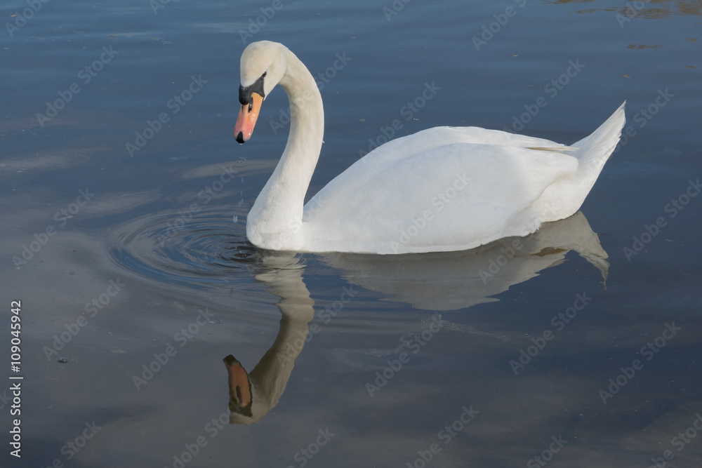 Swan,love Swan,love
