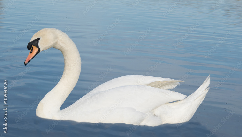 Fototapeta premium Swan,love
