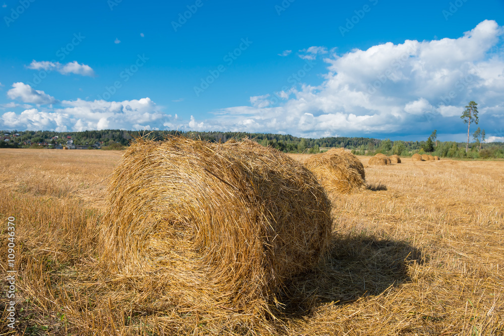 Harvested field with straw bales hay-roll in summer Harvested field with straw bales hay-roll in summer