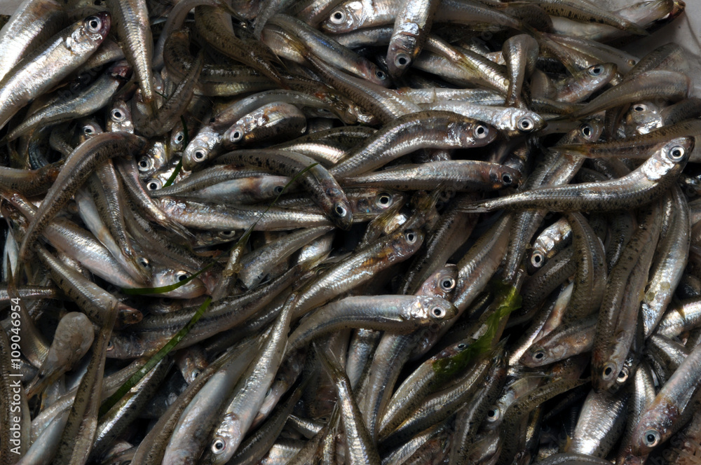 مچھلی بھون Fish fry Rbjih mladic Frijenno magnanno Frittura di paranza Fiskeyngel مچھلی بھون Fish fry Rbjih mladic Frijenno magnanno Frittura di paranza Fiskeyngel