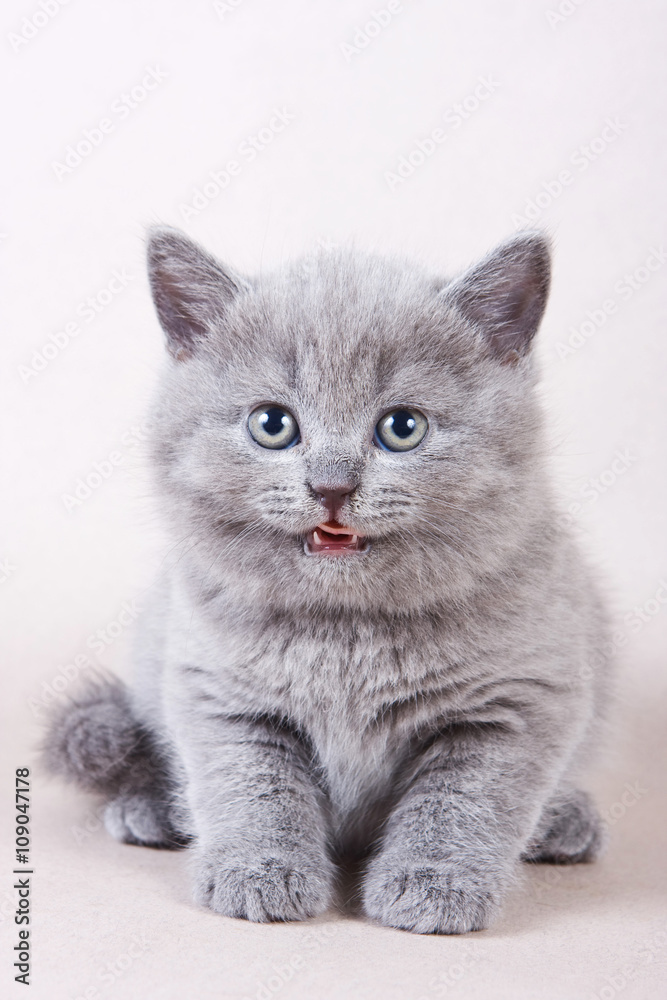 Gray British kitten licked