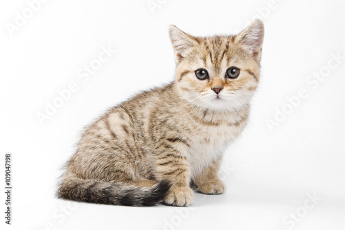 Fluffy ginger tabby kitten British cat (isolated on white)