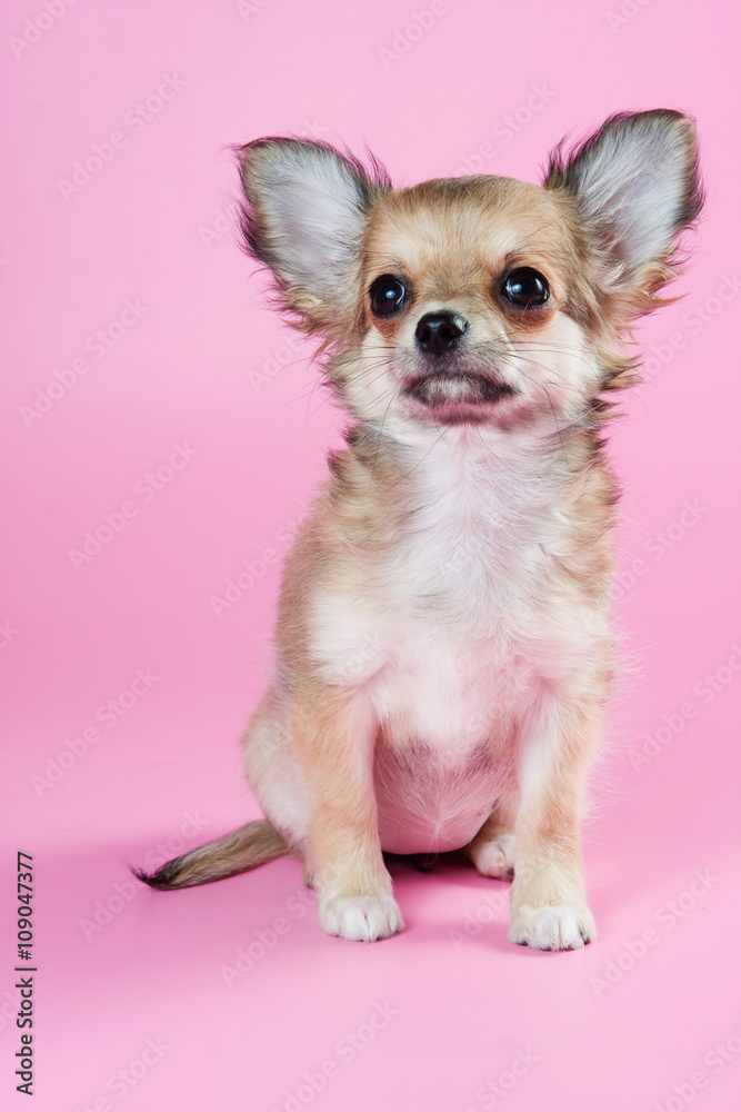 Cute Chihuahua puppy on a pink background