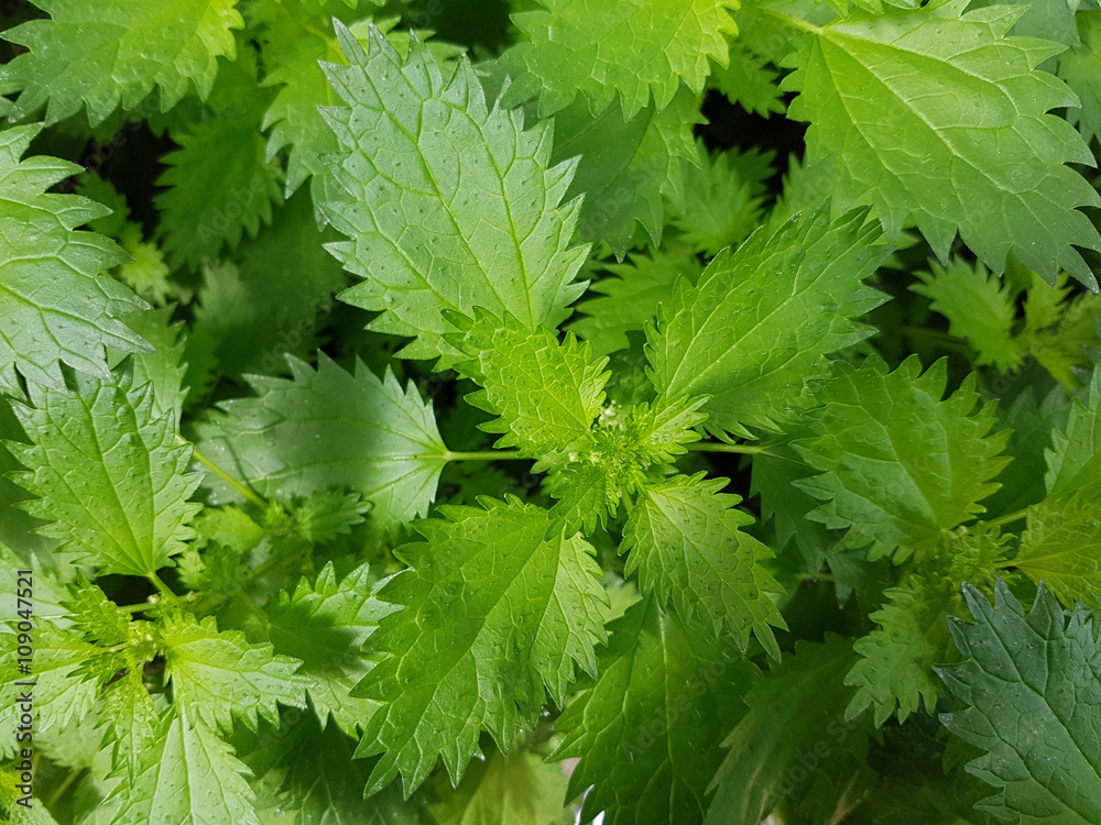 Brennnessel; Urtica, Dioica; Grosse; Wildkraeuter Brennnessel; Urtica, Dioica; Grosse; Wildkraeuter