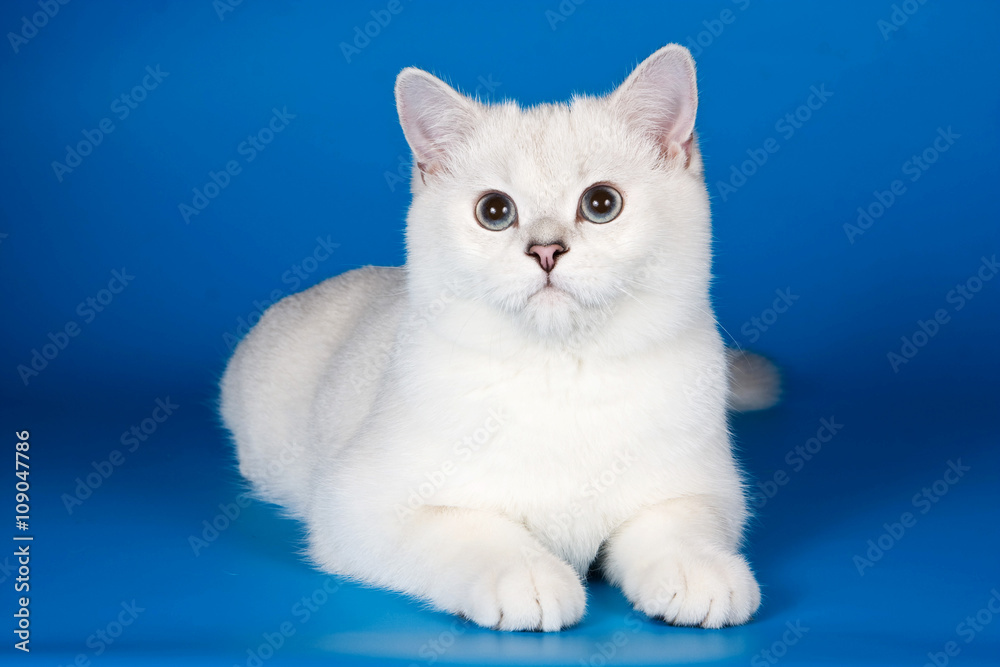 White fluffy cat on a blue background