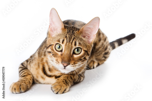 Red cat on a white background bengal