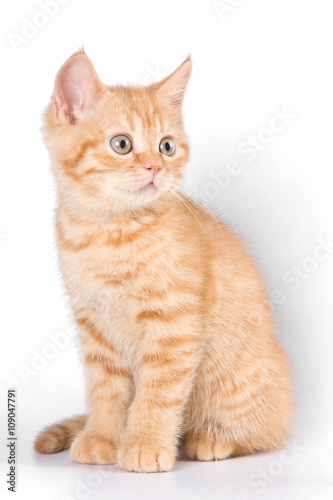 Ginger tabby kitten