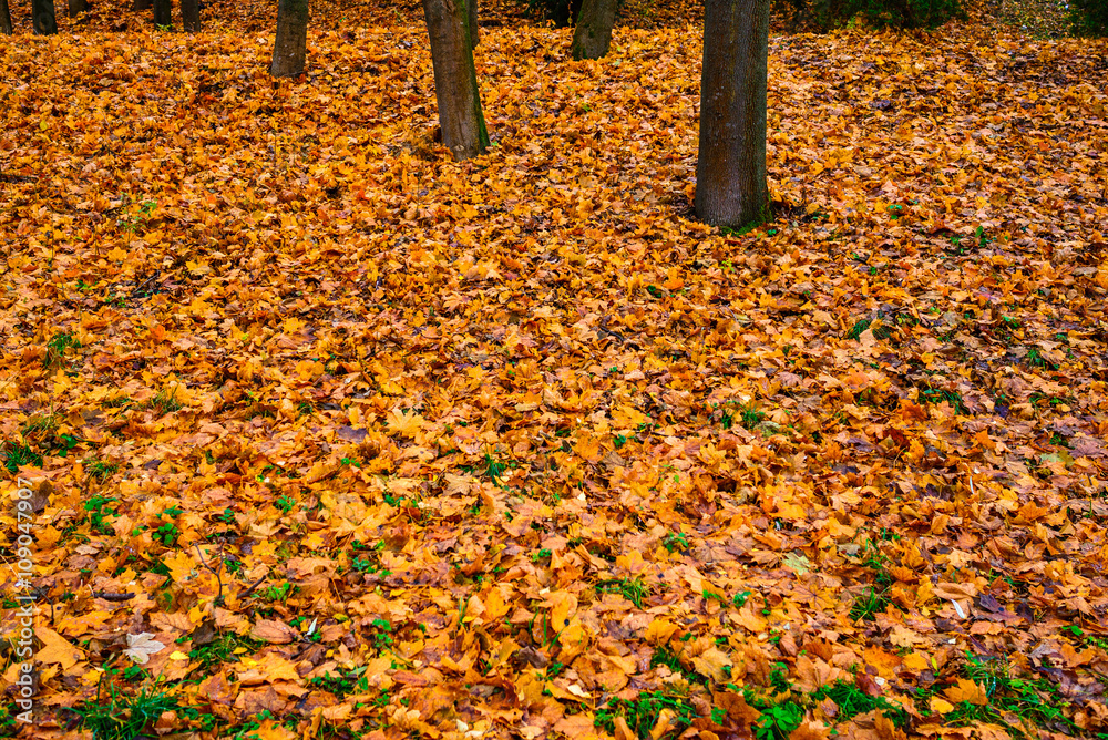 Yellow, orange and red autumn leaves in fall park Yellow, orange and red autumn leaves in fall park