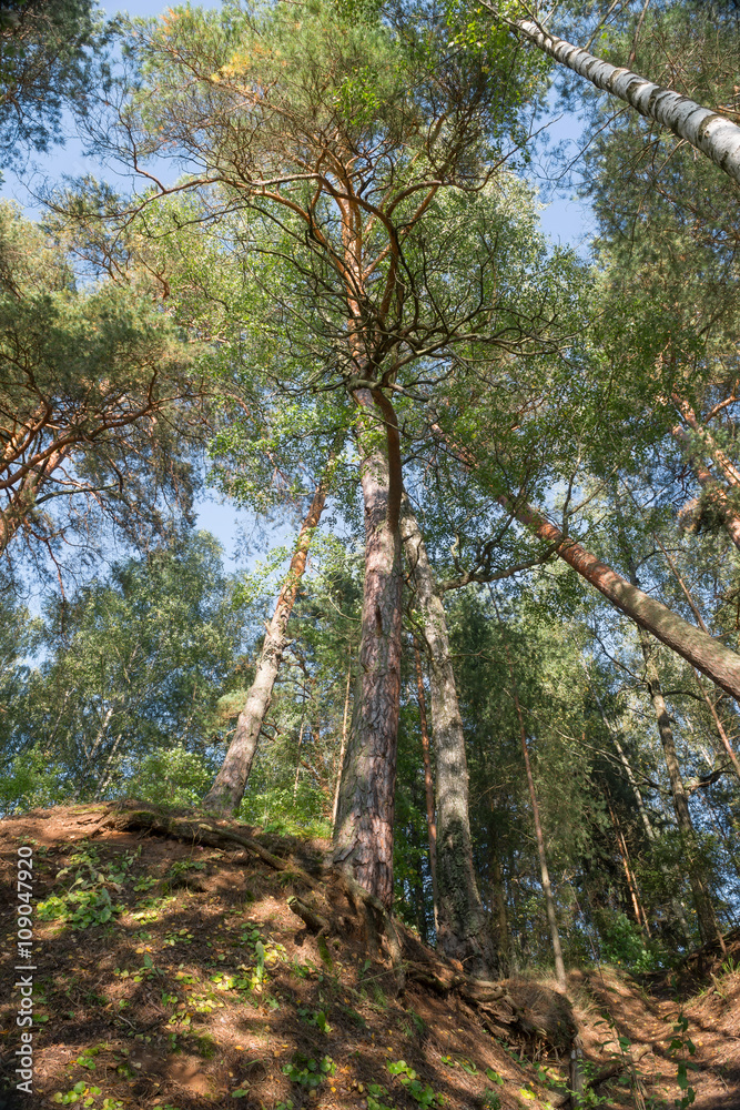 Fototapeta premium Beautiful pine stand on the high bank of the river