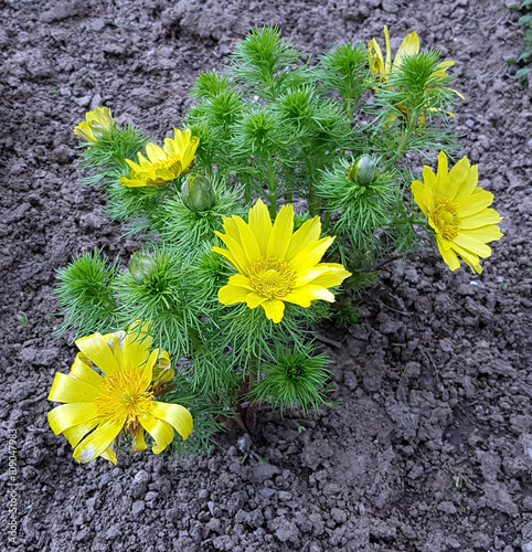 Adonisroeschen; Adonis; Vernalis photo