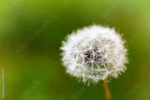 Dandelion plant with green background