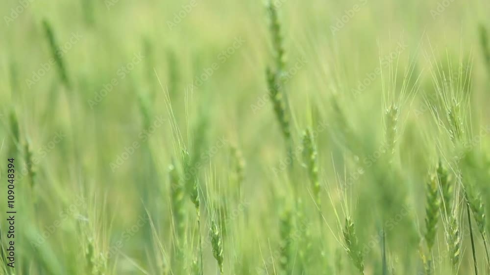 Beautiful wheat field on blue sky with clouds. Green wheat in the field. Not Mature the wheat. Beautiful wheat field on blue sky with clouds. Green wheat in the field. Not Mature the wheat.