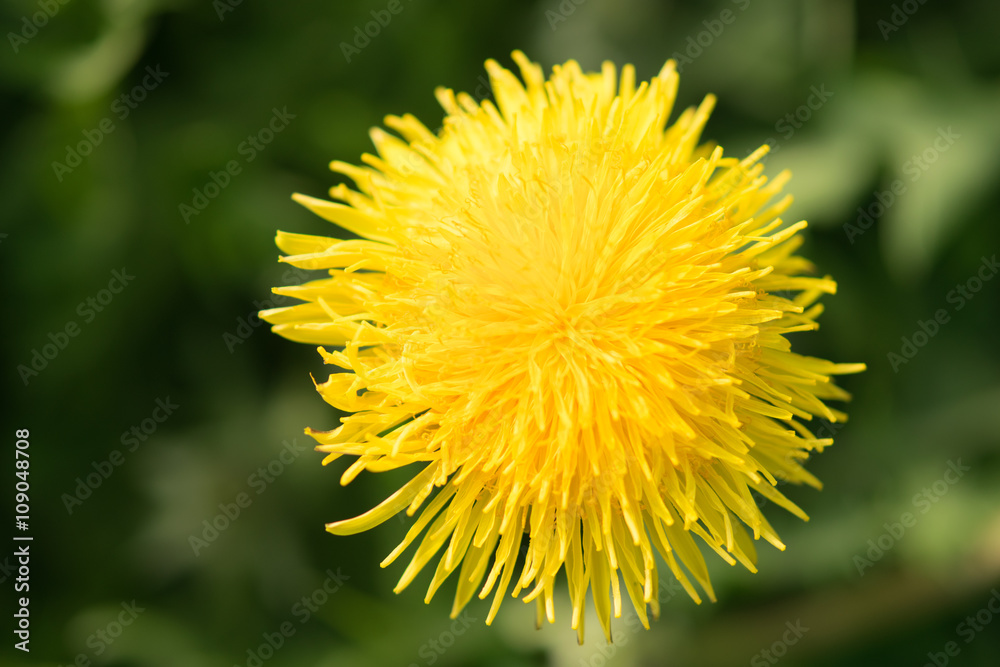 Dandelion,flying wish Dandelion,flying wish