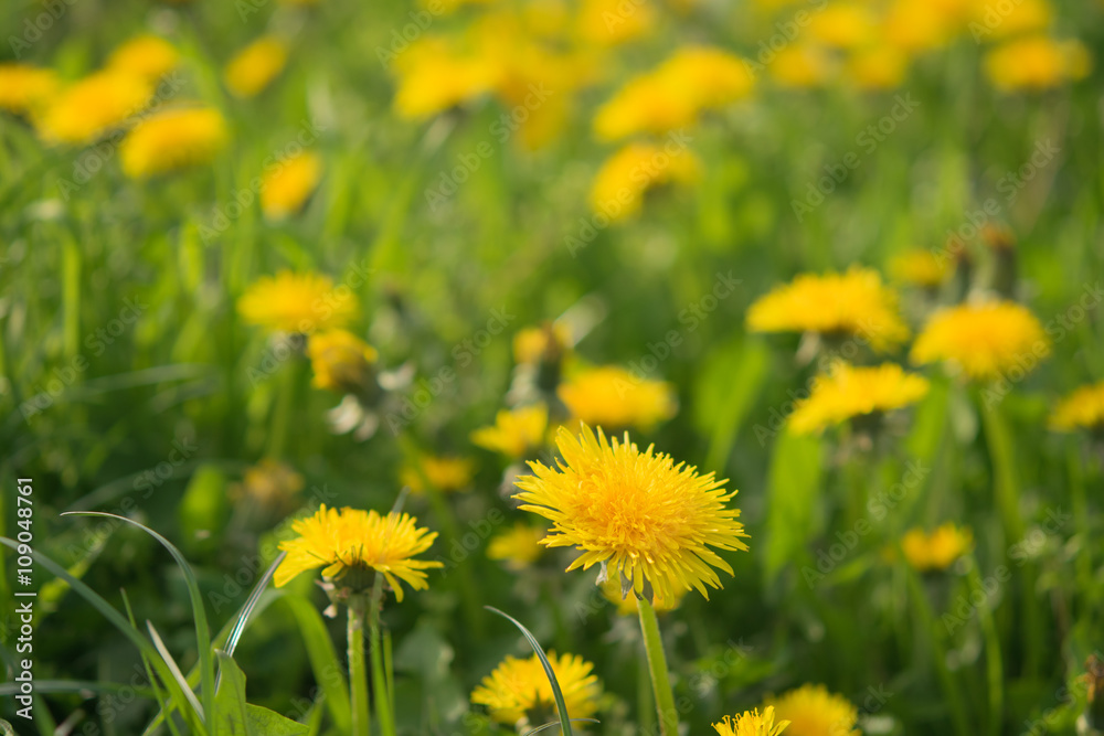 Dandelion,flying wish Dandelion,flying wish