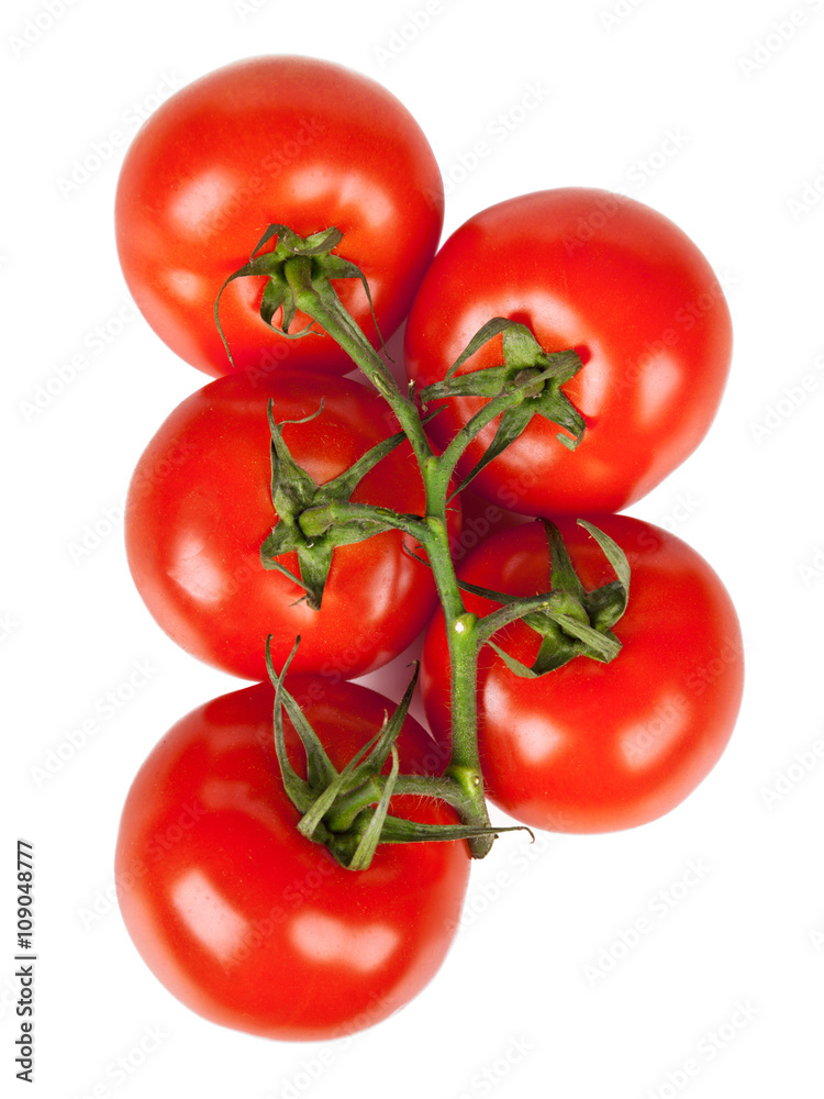 Branch of fresh tomatoes with water droplets isolated Branch of fresh tomatoes with water droplets isolated