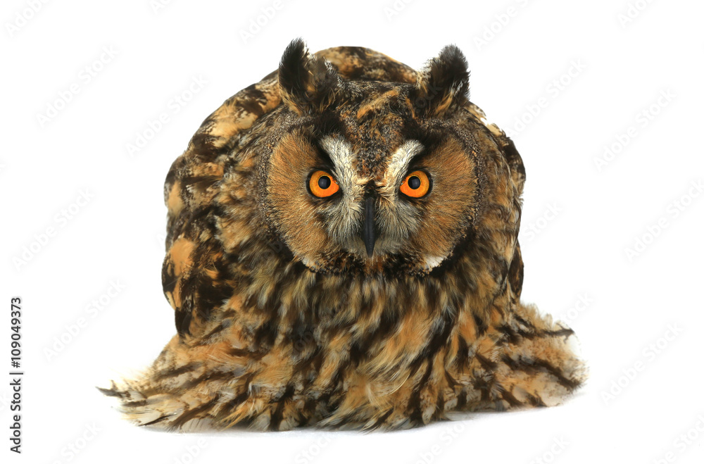 Naklejka premium owl