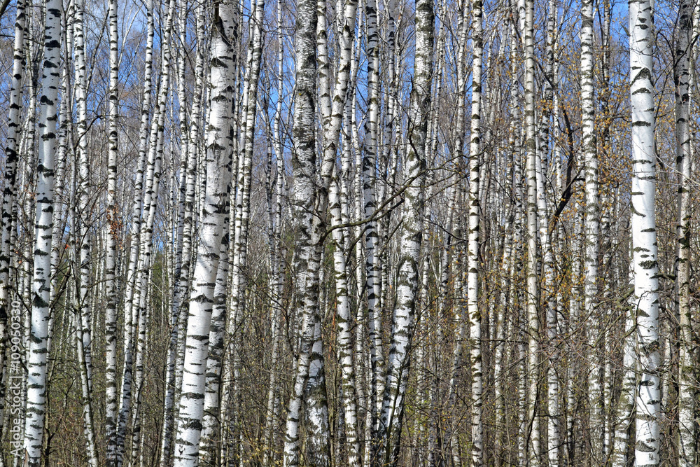 birch grove in the spring background birch grove in the spring background