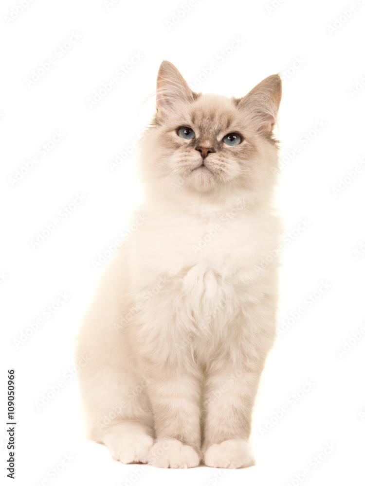 Cute birman kitten cat sitting looking up isolated on a white background Cute birman kitten cat sitting looking up isolated on a white background