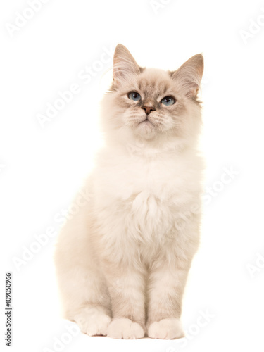 Fototapeta Naklejka Na Ścianę i Meble -  Cute birman kitten cat sitting looking up isolated on a white background