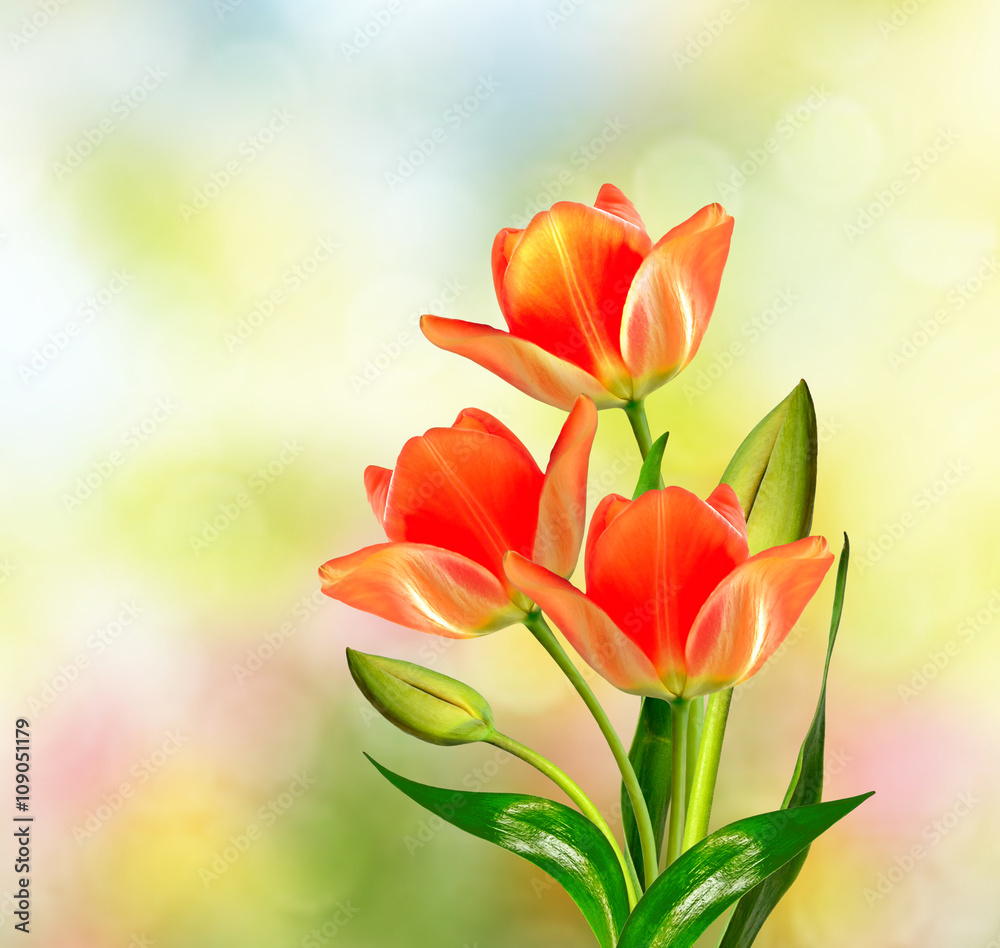 Spring landscape. beautiful spring flowers tulip Spring landscape. beautiful spring flowers tulip