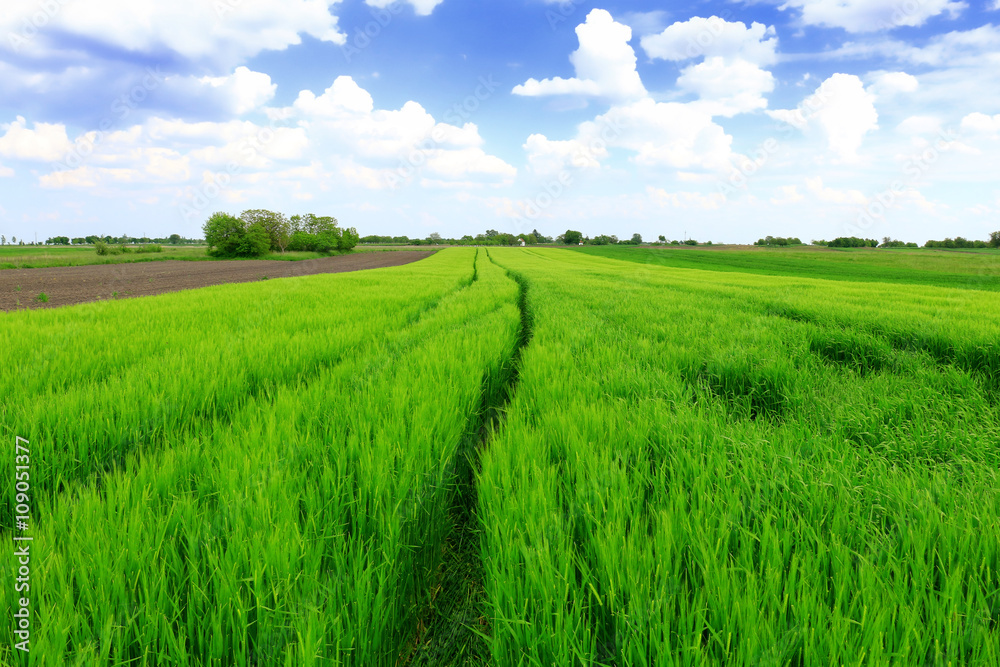 Fototapeta premium Beautiful spring landscape: Green field of rye