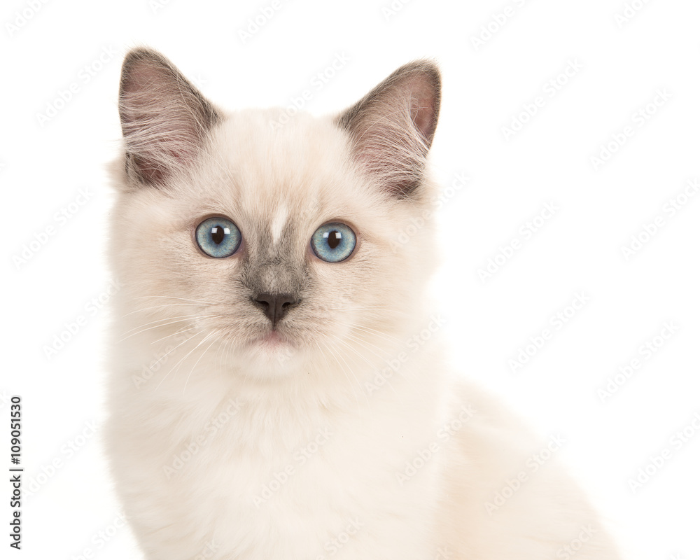 Cute ragdoll kitten cat with blue eyes portrait facing the camera isolated on a white background