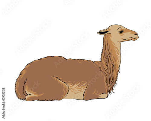  alpaca (vicuna, llama)