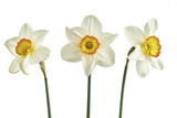 Three narcissus isolated