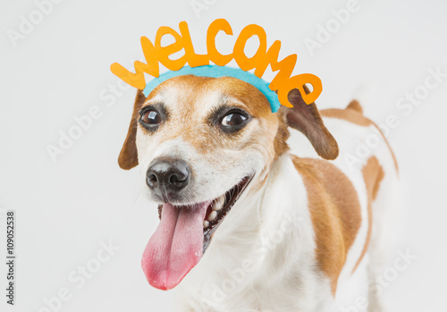 cheerful dog with the words welcome on the head. Pet friendly smile. Cheerful laughter. idea for the card Guest Invitation. Cool happy pup on gray ( grey ) background