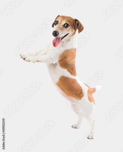 Adorable smiling dog standing on hind paws, looking at the camera and holding. Template for placing your product goods ad