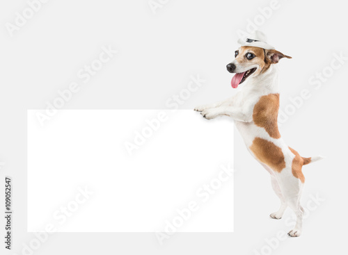 Cool dog with cowboy hat holding board for placing special offer information. Gray ( grey ) background
