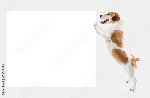 Cute smart dog holding pushing white board ( placard, poster ) where you can place your information logo or images. Template mockup for ad offers. Gray ( grey ) background