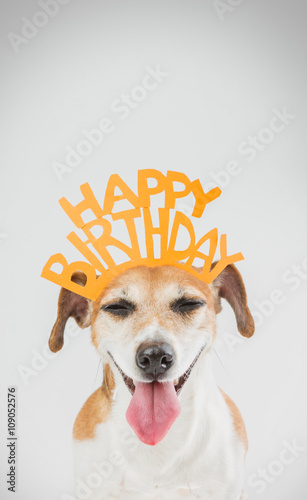 Happy birthday card with laughing joy dog Jack Russell terrier. Grey ( gray ) background orange word on the head. Vertical