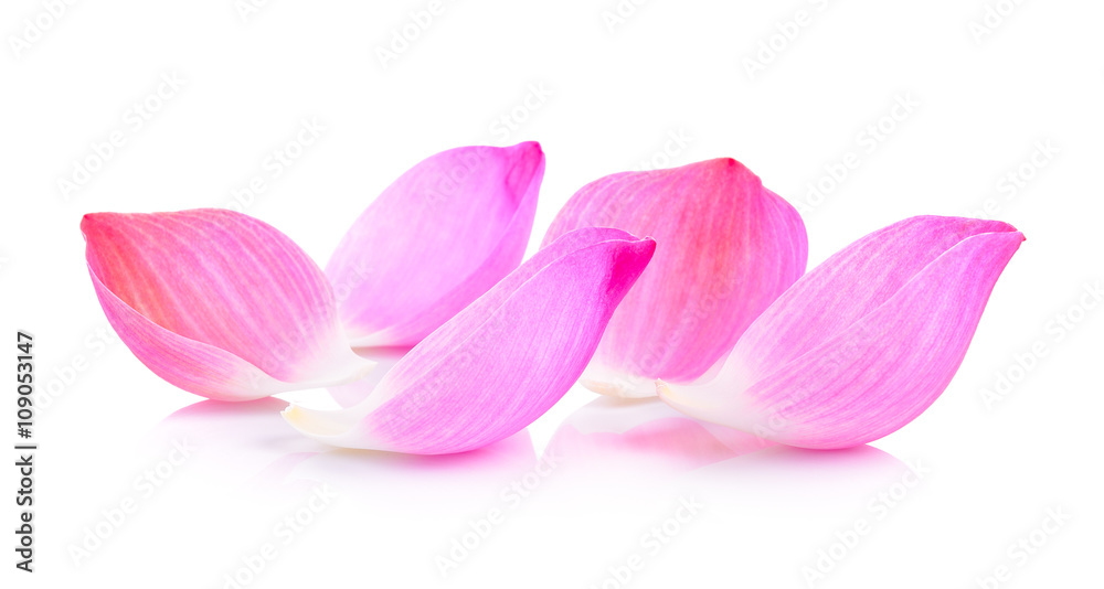 Fototapeta premium lotus petal on white background