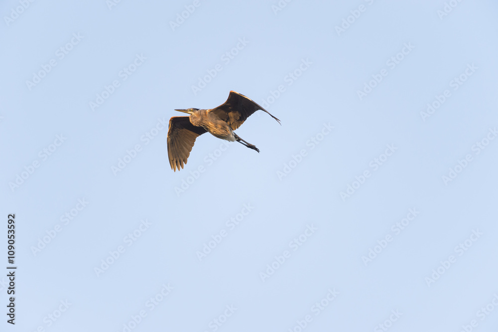 Obraz premium Great Blue Heron lit by morning sun