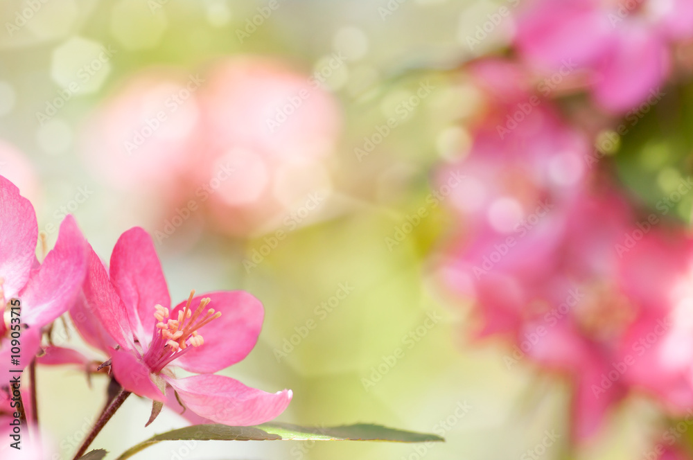 red flower Apple tree in blossom closeup background red flower Apple tree in blossom closeup background
