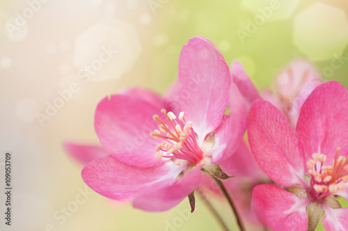 red flower Apple tree in blossom closeup background