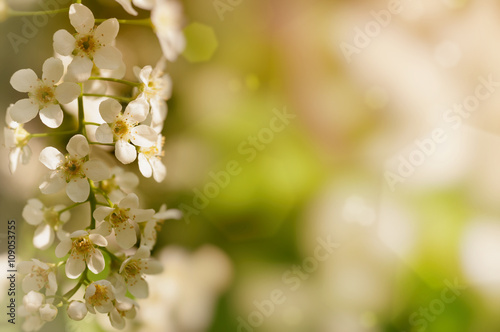  branch of cherry blossoms in nature