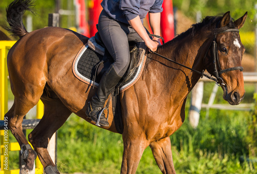  girl jumping with horse