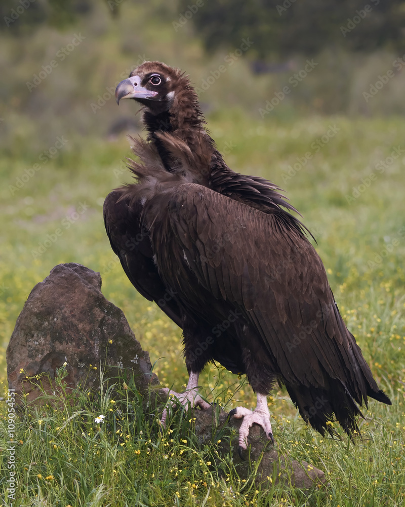 Black vulture (Aegypius monachus)