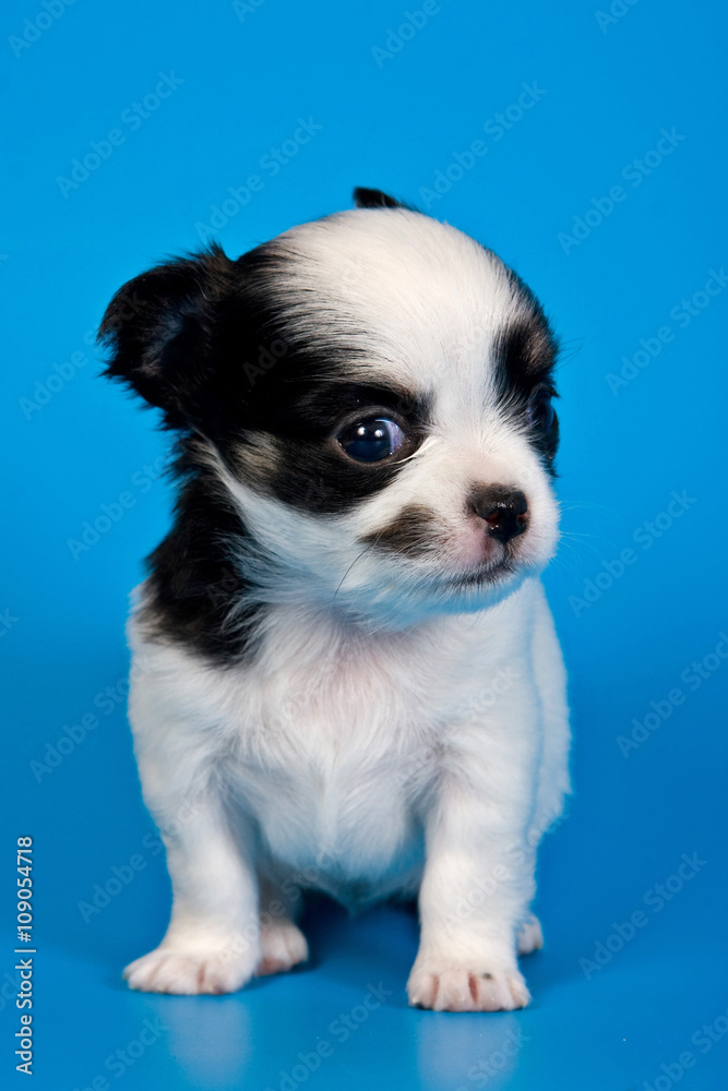 Cute chihuahua puppy dog on a blue background