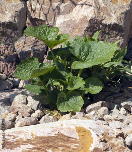 Stockrose; Althaea; rosea; Keimling photo