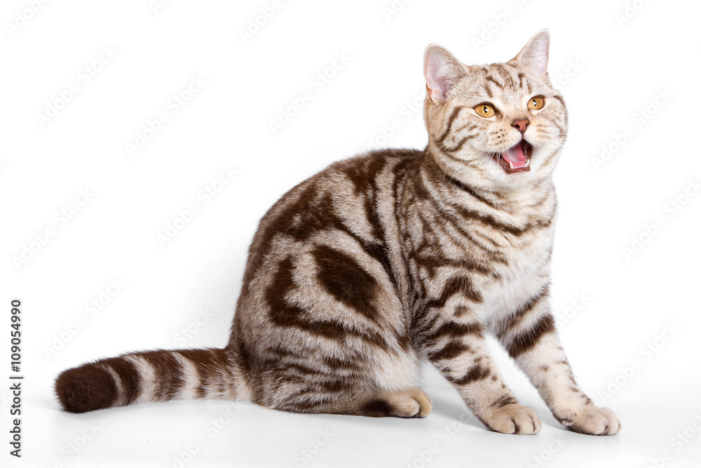 Striped red british cat (isolated on white)