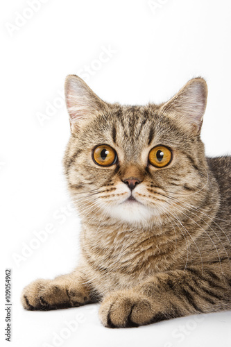 Portrait of a tabby cat with big eyes (isolated on white) © Dixi_