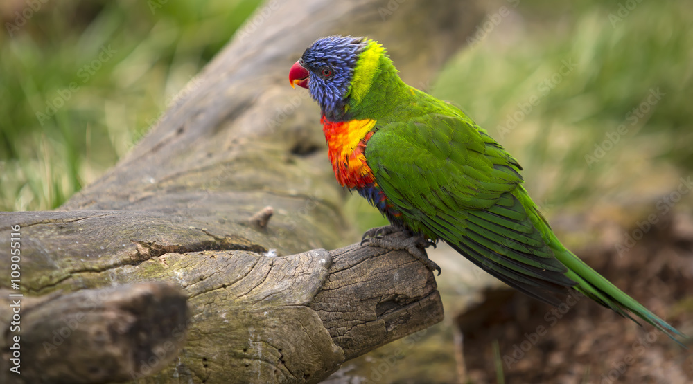 Naklejka premium Rainbow Lorikeet