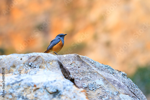 Benson's rock thrush (Monticola sharpei bensoni) photo