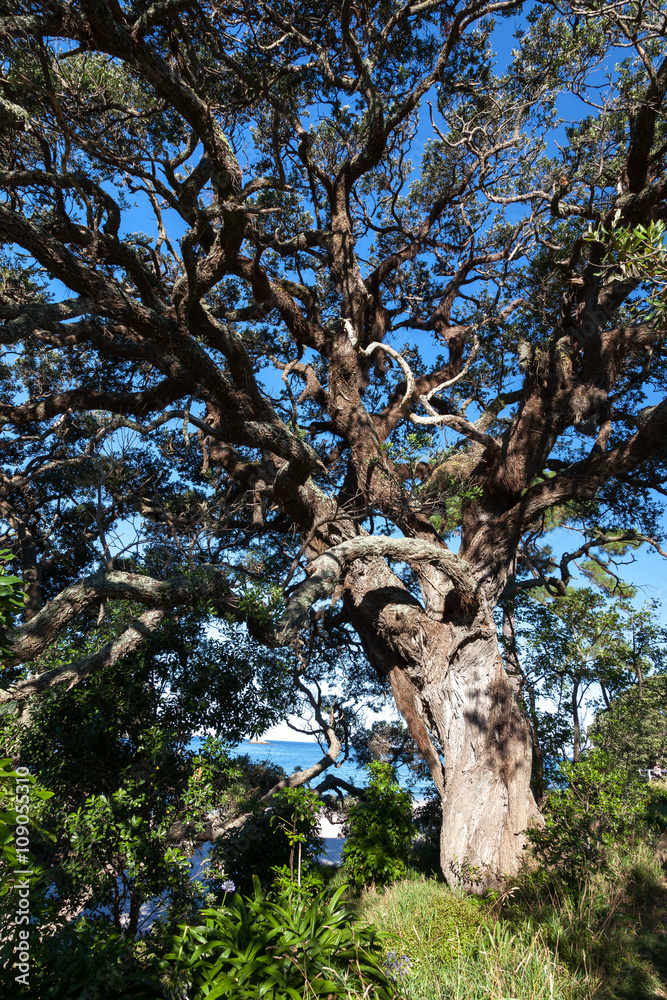 Fototapeta premium Tree on Hahei beach